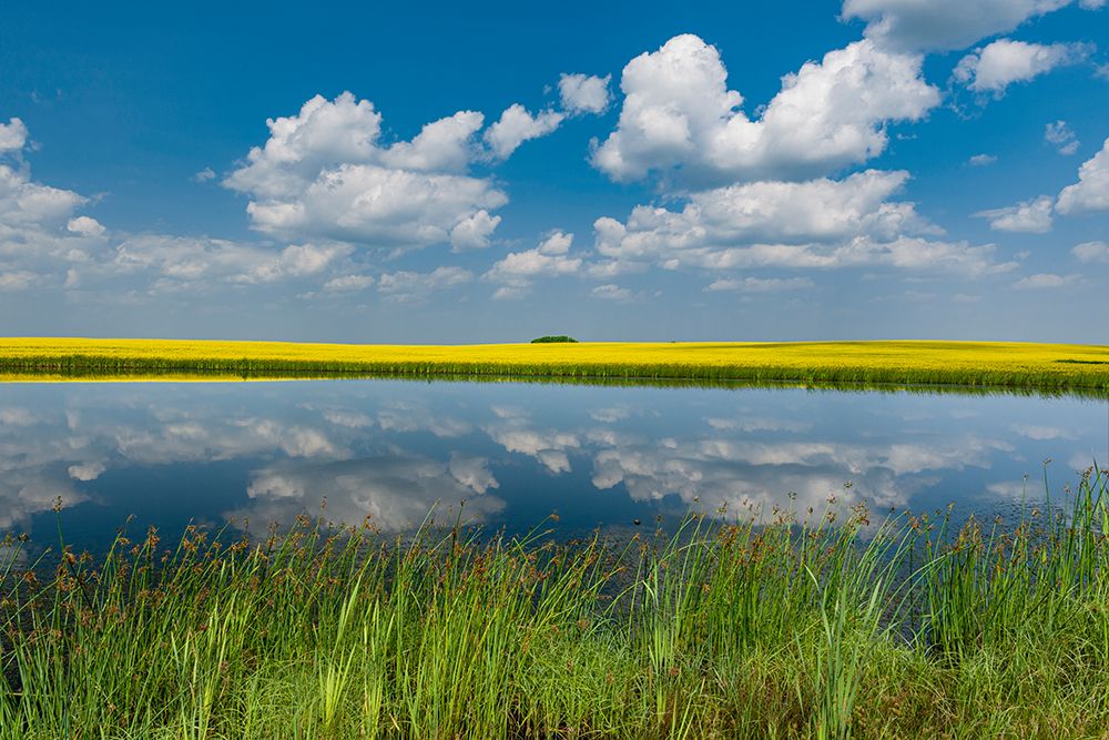 Canada-Saskatchewan-Viscount. Reflection in prairie pond water and canola crop. art print by Jaynes Gallery for $57.95 CAD